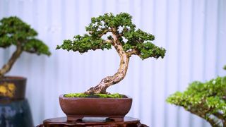 Top 8 loại cây bonsai mini đẹp và ý nghĩa nhất- 5