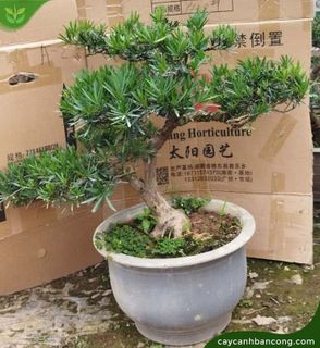 Top 8 loại cây bonsai mini đẹp và ý nghĩa nhất- 4