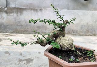 Top 8 loại cây bonsai mini đẹp và ý nghĩa nhất- 1