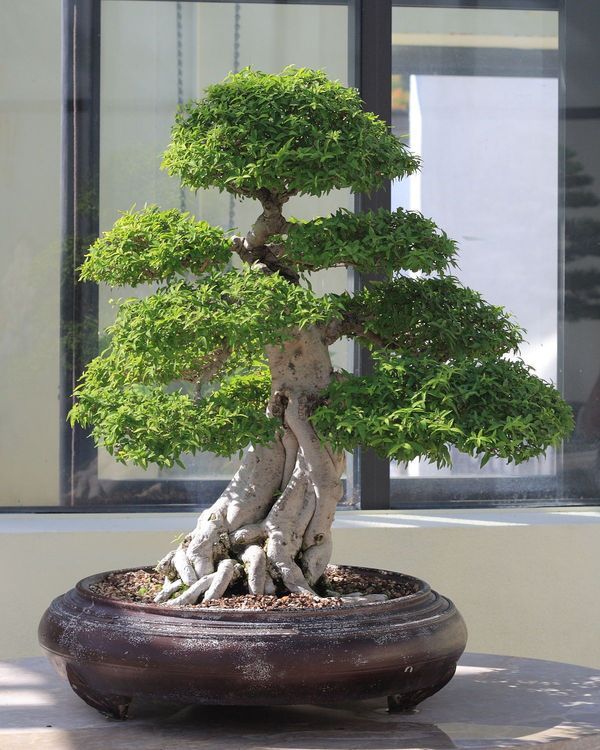 No. 3 - Mai Chiếu Thuỷ - 1