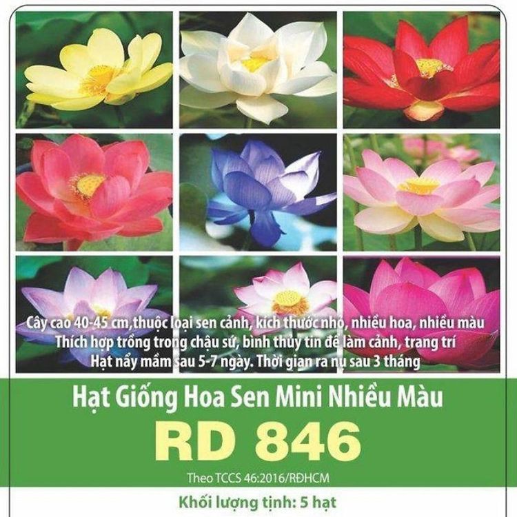 No. 7 - Hạt Giống Hoa Sen Mini Nhiều Màu Rạng ĐôngRD 846 - 4