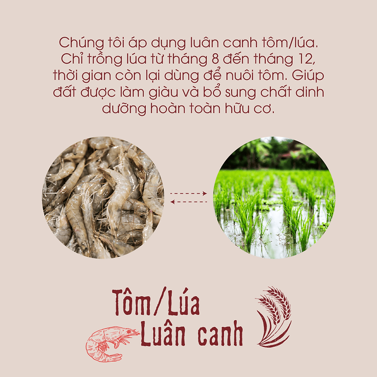 No. 3 - Gạo Lứt Đỏ Hữu Cơ ECOBA - 4