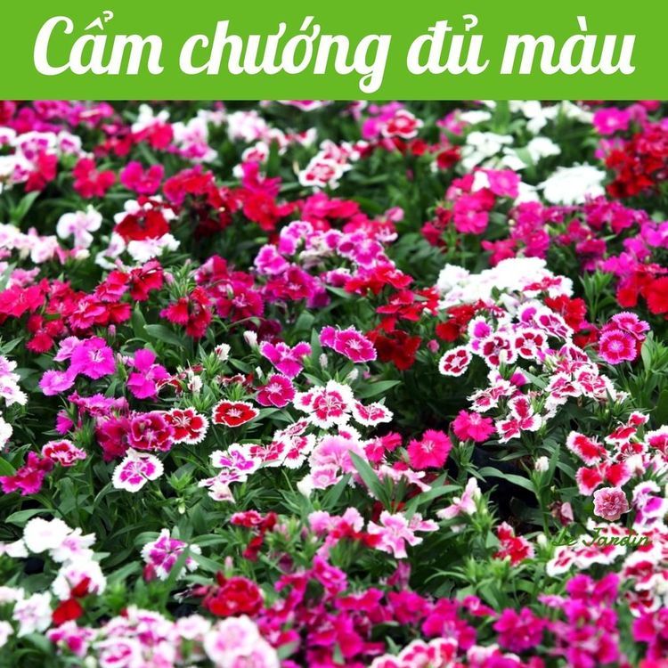 No. 6 - Hạt Giống Hoa Cẩm Chướng Kép Nhiều Màu Rạng ĐôngRD 831 - 6