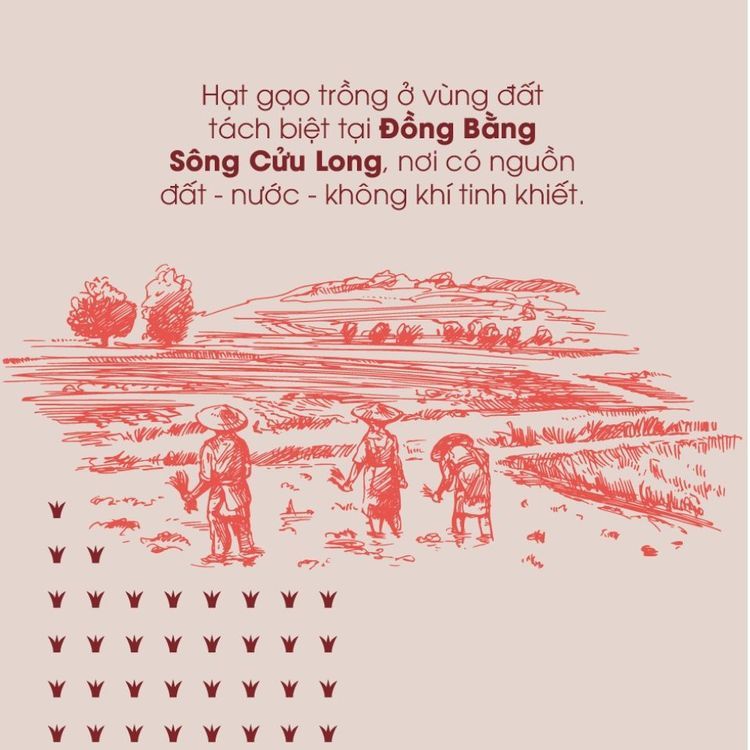 No. 2 - Gạo Lứt Đỏ Hữu Cơ Ecoba - 4