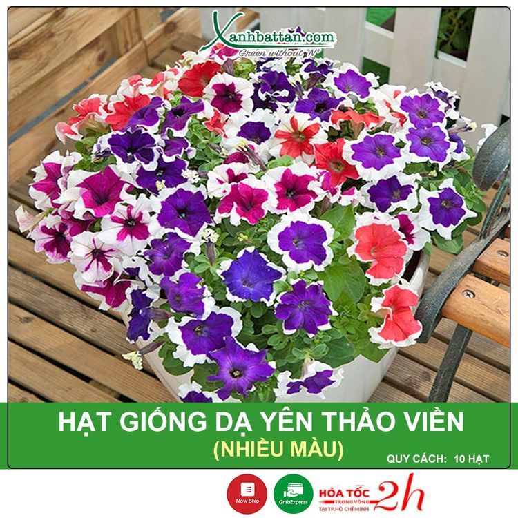 No. 2 - Hạt Giống Hoa Dạ Yên Thảo Viền Mix Phú Nông - 5