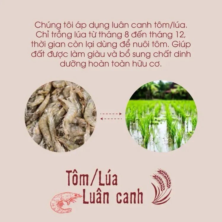 No. 2 - Gạo Lứt Đỏ Hữu Cơ Ecoba - 3