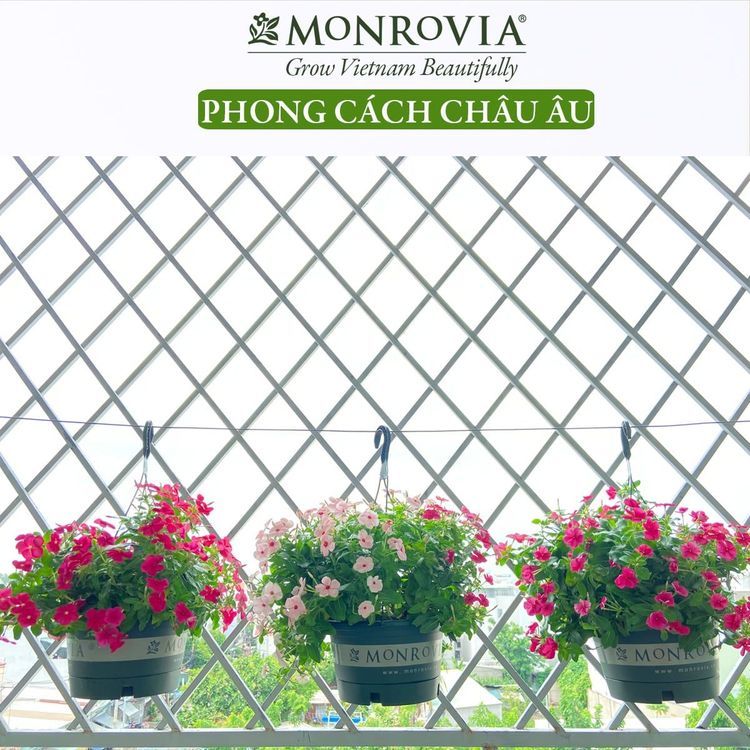 No. 1 - Chậu Hoa Monrovia - 2