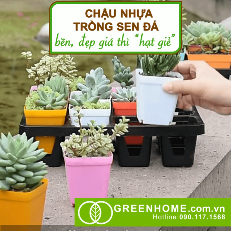 No. 4 - Chậu Nhựa Trồng Sen Đá Green Home - 4