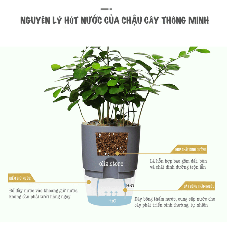 No. 1 - Chậu Trồng Cây Mini Oliz A7 - 6