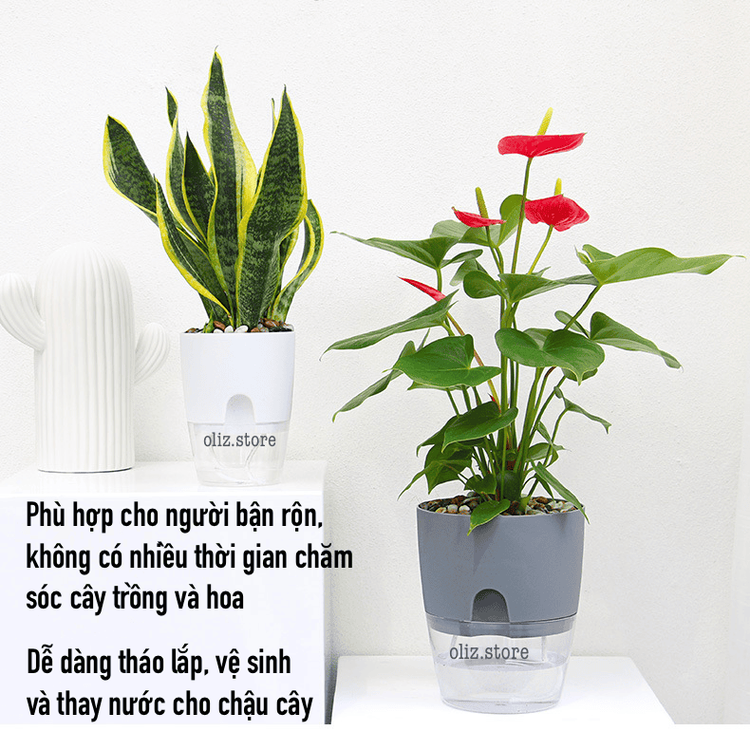 No. 1 - Chậu Trồng Cây Mini Oliz A7 - 5