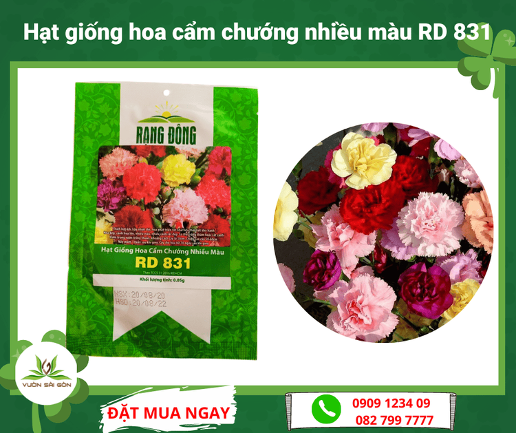 No. 6 - Hạt Giống Hoa Cẩm Chướng Kép Nhiều Màu Rạng ĐôngRD 831 - 1