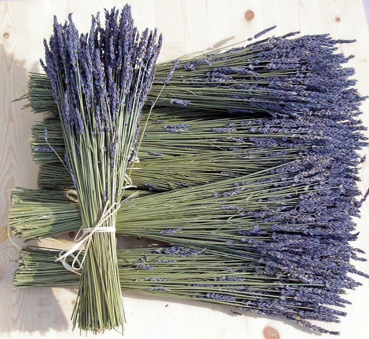 No. 4 - Hoa Lavender Khô - 3