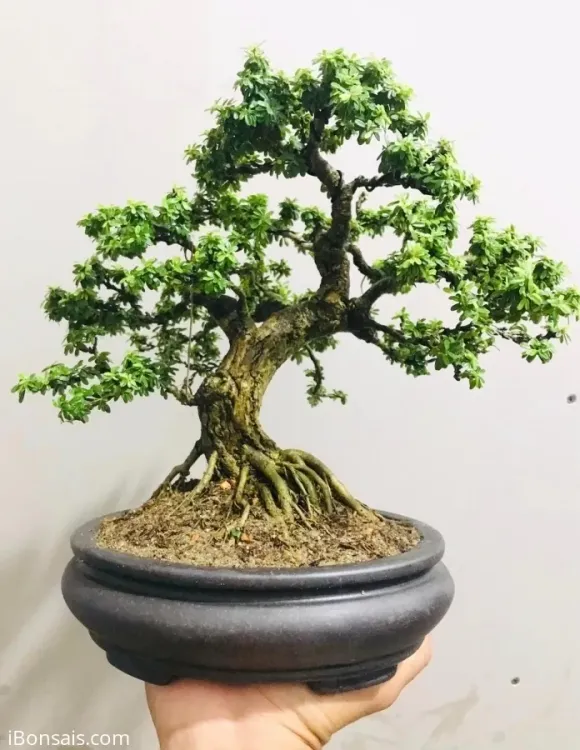 No. 8 - Linh Sam Hạt Gạo - 3
